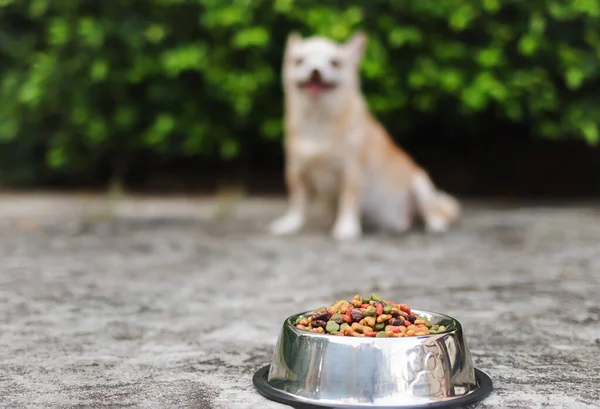 Front view of dog food bowl on cement floor with chihuahua dog sitting in the garden background. Selective focus on dog food.