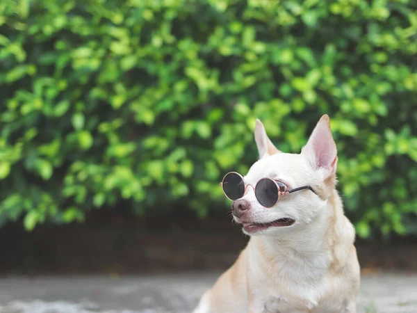 Portret Uroczego Brązowego Psa Chihuahua Noszącego Okulary Przeciwsłoneczne Siedzącego Cementowej — Zdjęcie stockowe