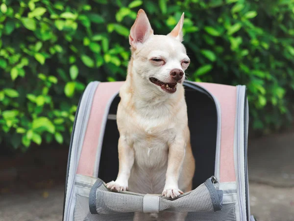 Nahaufnahme Eines Braunen Chihuahua Hundes Mit Kurzen Haaren Der Lachend lizenzfreie Stockfotos