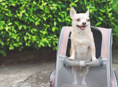 Kahverengi kısa saçlı chihuahua köpeğinin açık pencereli bir sırt çantasının içinde dikilip bakışlarını çevirdiği görüntüyü kapatın..