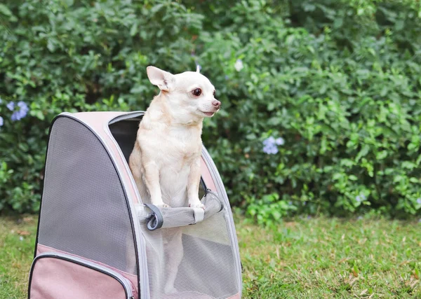 Закрыть Изображение Коричневой Короткошерстной Собаки Стоящей Рюкзаке Переноске Открытыми Окнами — стоковое фото