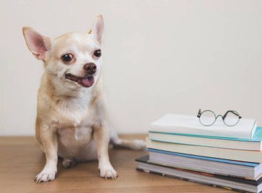 Kahverengi Chihuahua köpeğinin tahta masa ve beyaz arka planda kitap ve gözlük yığını ile oturduğu ön manzara. Gülümsüyor ve kameraya bakıyor..