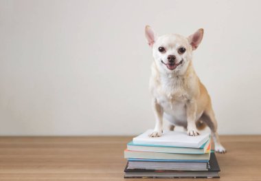 Kahverengi chihuahua köpeğinin portresi tahta zemin üzerinde kitap yığını ve beyaz arka planla ayakta duruyor. Okula geri dön..