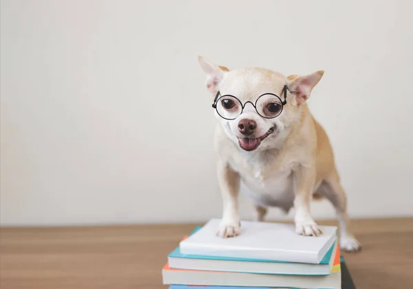 Portrait Brown Chihuahua Dog Wearing Eye Glasses Standing Stack Books — Stock Photo, Image