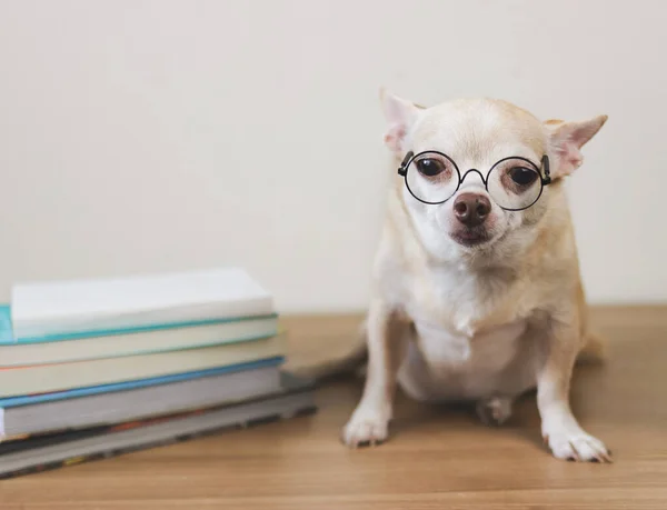 Μπροστά Όψη Του Καφέ Σκύλου Chihuahua Φορώντας Γυαλιά Κάθεται Στοίβα — Φωτογραφία Αρχείου
