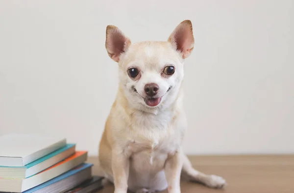Κοντινή Εικόνα Του Καφέ Σκύλου Chihuahua Κάθεται Στοίβα Από Βιβλία — Φωτογραφία Αρχείου
