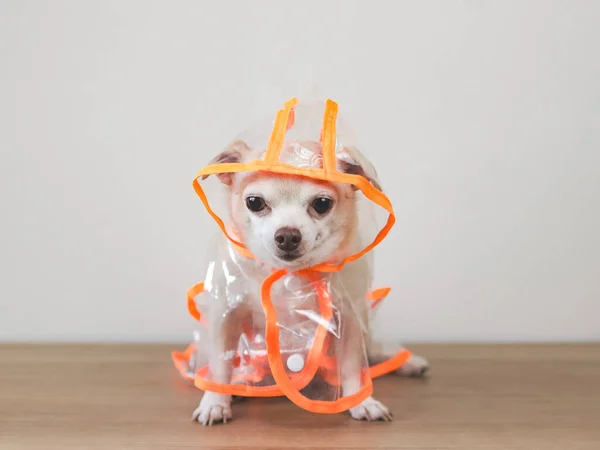 Portrait  of  chihuahua dog wearing orange and transparent rain coat or jacket with  hood sitting on wooden floor and white background.