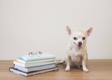 Kahverengi Chihuahua köpeğinin tahta masa ve beyaz arka planda kitap ve gözlük yığını ile oturduğu ön manzara. Gülümsüyor ve kameraya bakıyor..