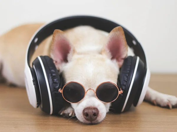 Portret Van Een Bruine Chihuahua Hond Met Een Zonnebril Luister — Stockfoto
