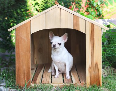 Beyaz kısa saçlı Chihuahua köpeklerinin portresi ahşap köpek evinde oturuyor, gülümsüyor ve kameraya bakıyor..