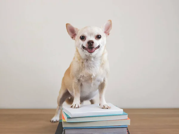 Portrait Brown Chihuahua Dog Standing Stack Books Wooden Floor White — Stock Photo, Image