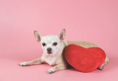 Kahverengi Chihuahua köpeğinin portresi pembe arka planda kırmızı kalp şeklinde yastıkla uzanmış, gözlerini kısarak. Sevgililer Günü konsepti.