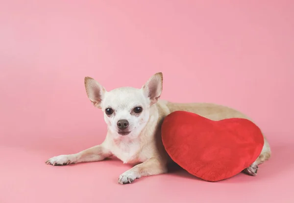 Retrato Perro Chihuahua Marrón Acostado Con Almohada Roja Forma Corazón — Foto de Stock