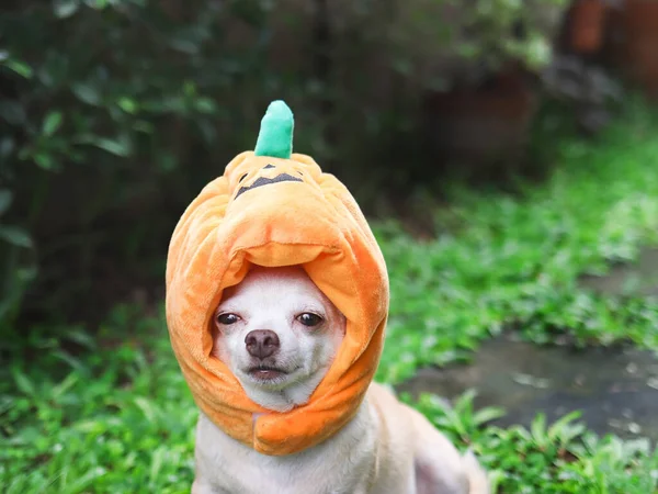 Imagen Cerca Pelo Corto Marrón Perro Chihuahua Con Sombrero Calabaza — Foto de Stock