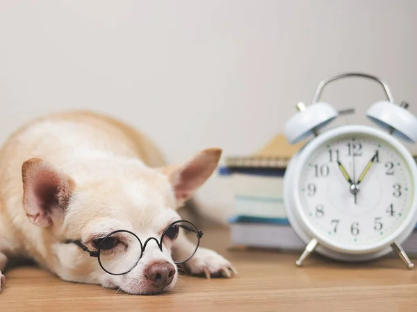 Close Image Brown Chihuahua Dog Wearing Eye Glasses Lying White — Stock Photo, Image