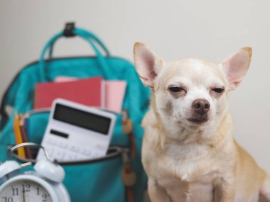 Uykulu kahverengi kısa saçlı chihuahua köpeğinin ahşap masada oturduğunu ve yeşil okul çantalı ve çalar saati olan beyaz arka plan görüntüsünü kapat. Okul konseptine dönelim..