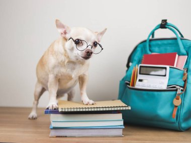 Kahverengi Chihuahua köpeğinin portresi, gözlük takıyor, kitap yığını ve okul çantasıyla ahşap zemin ve beyaz arka planda duruyor. Okula geri dön.