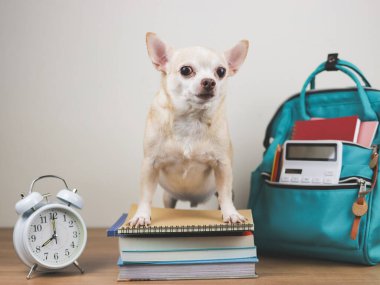 Kahverengi chihuahua köpeğinin portresi kitap yığını, çalar saat 8 yönünde ve okul çantası ahşap zeminde ve beyaz arka planda. Okula geri dön.