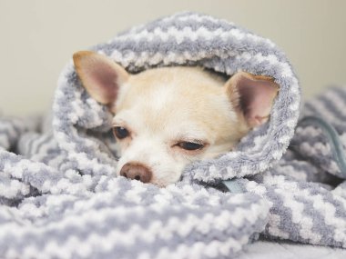 Chihuahua köpeği soğuk bir günde gri ve beyaz çizgili battaniyenin altında uykulu bir chihuahua köpeği olarak uyanmak istemez..