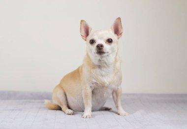 Gri battaniye ve beyaz arka planda oturan kahverengi kısa saçlı Chihuahua köpeği portresi.