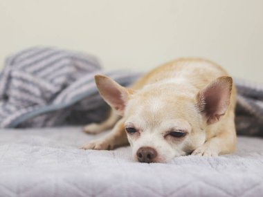 Uykulu kahverengi kısa saçlı Chihuahua köpeğinin gri battaniyeye uzanmış görüntüsünü kapat..