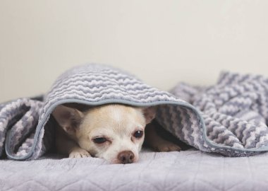 Chihuahua köpeği soğuk bir günde uyanmak istemez. Gri ve beyaz çizgili battaniyenin altında uykulu chihuahua köpeği resmi.