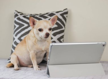 Kahverengi kısa saçlı Chihuahua köpeğinin portresi yastık ve beyaz arkaplanlı yatakta oturuyor, dijital tablet ekranına bakıyor, film izliyor ya da video çekiyor..