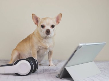 Kahverengi kısa saçlı Chihuahua köpeğinin portresi yatakta beyaz arka plan dijital tablet ve kulaklıkla kameraya bakıyor..