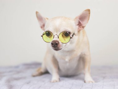 Kahverengi kısa saçlı Chihuahua köpeği sarı gözlüklü beyaz arka planda yatakta oturuyor..