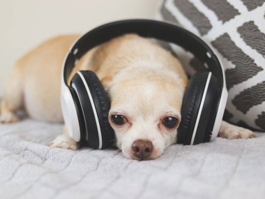 Kahverengi kısa saçlı chihuahua köpeğinin portresi yatağa uzanmış, kulaklıklardan müzik dinliyor.