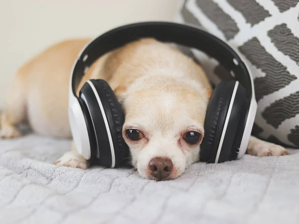 Portret Brązowych Krótkich Włosów Pies Chihuahua Leżący Łóżku Słuchać Muzyki Obraz Stockowy