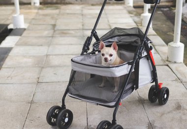 Evcil bebek arabasında oturan kahverengi kısa saçlı chihuahua köpeği portresi..