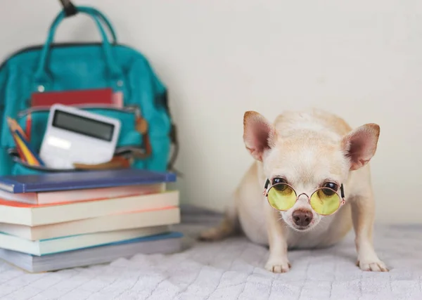 Front View Brown Short Hair Chihuahua Dog Wearing Yellow Eyeglasses — Stock Photo, Image