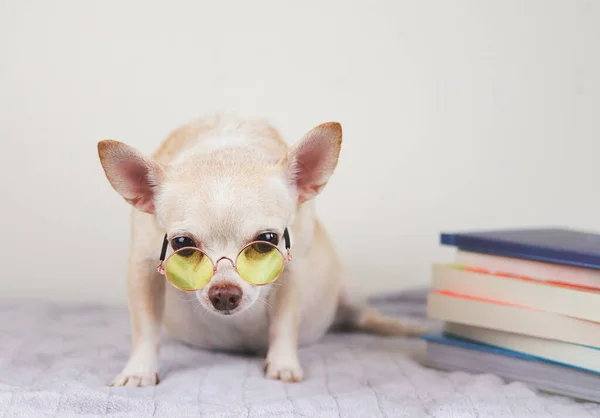 Вид Спереду Коричневого Собаки Чихуахуа Жовтих Окулярах Сидить Стосом Книг — стокове фото