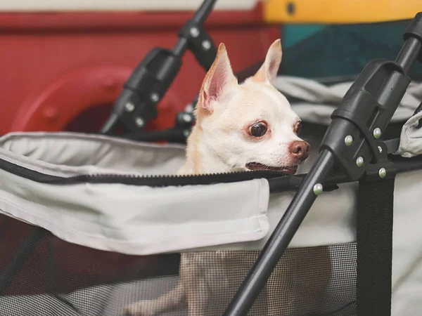 Portrait of curious brown short hair chihuahua dog sitting in pet stroller, looking sideway. Colorful kids playground equipment background.