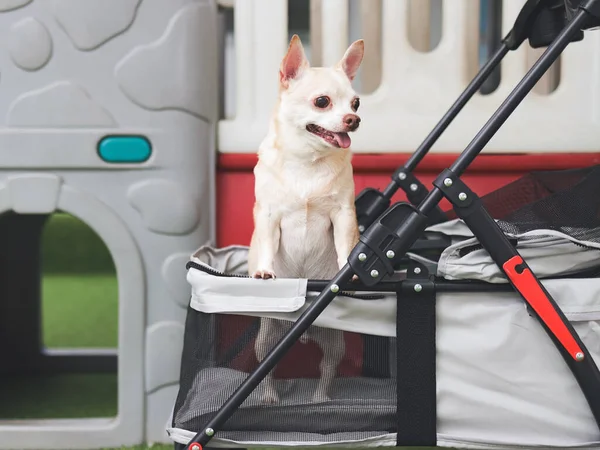 Portrait of brown short hair chihuahua dog standing in pet stroller looking sideway. Colorful kids playground equipment background.