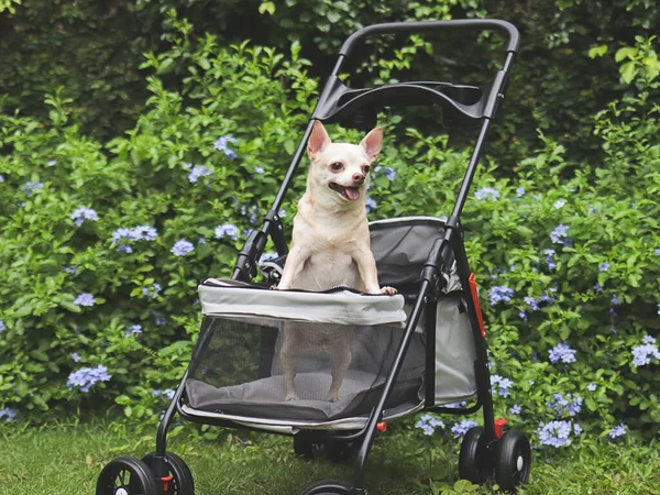 Portrait of brown short hair chihuahua dog standing in pet stroller in the garden with purple flowers and green background. Smiling happily.