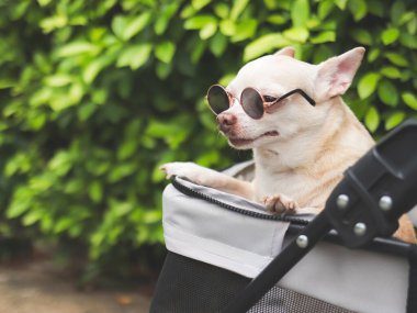 Kahverengi kısa saçlı chihuahua köpeğinin güneş gözlüğü takan portresi, bahçede yeşil bitki arka planına sahip bir bebek arabasında duruyor. Başka yere bakıyorum..