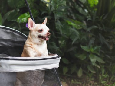 Bahçedeki bebek arabasında duran kahverengi kısa saçlı chihuahua köpeği portresi. Mutlu bir gülümseme.