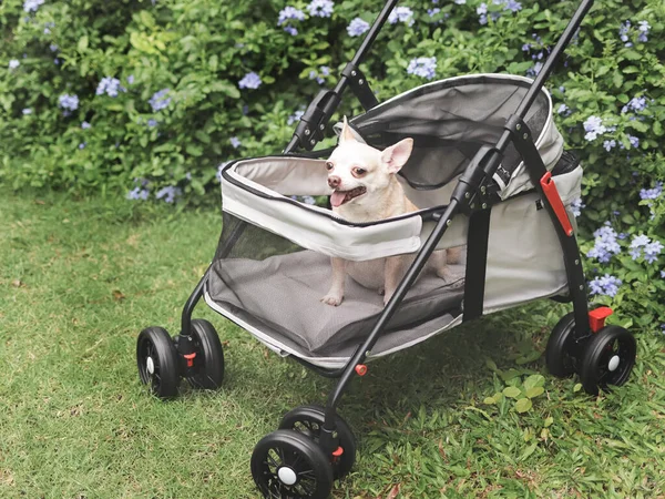 Portrait of brown short hair chihuahua dog sitting in pet stroller in the garden with purple flowers and green background. Smiling happily.