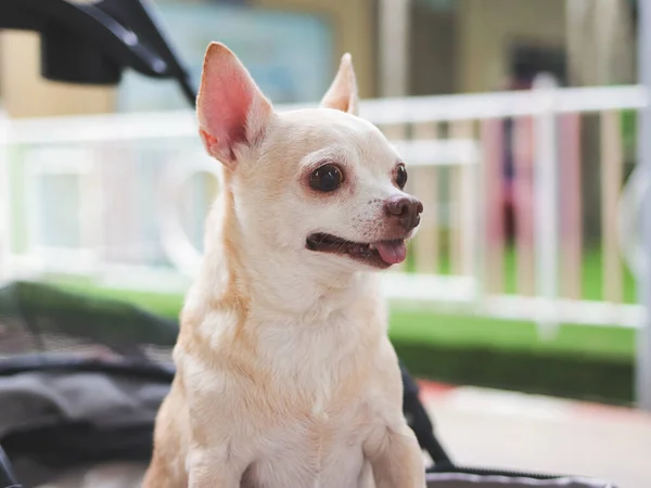 Close up image of brown short hair chihuahua dog standing in pet stroller, smiling happily.