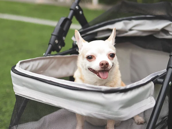 Portrait of brown short hair chihuahua dog sitting in pet stroller on green grass. Smiling happily.