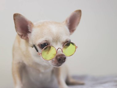 Kahverengi kısa saçlı Chihuahua köpeğinin sarı gözlüklü beyaz arka planda, yatakta oturduğu görüntüyü kapat..