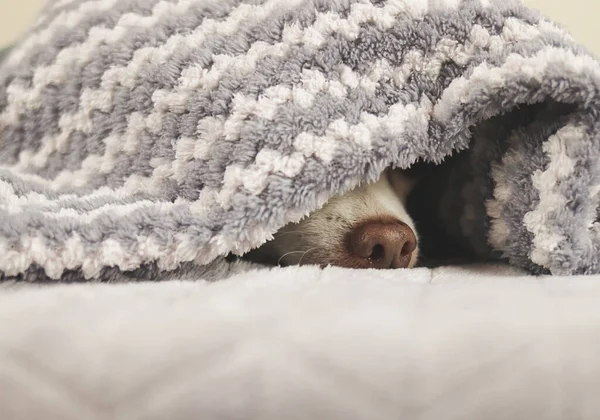 Close up image of chihuahua dog\'s nose under gray and white stripes blanket. Chihuahua dog doesn\'t want to wake up in cold day .