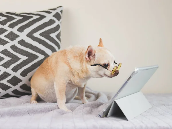 Kahverengi kısa saçlı Chihuahua köpeğinin portresi sarı gözlüklü, yastıklı ve beyaz arkaplanlı yatakta oturmuş dijital tablet ekranına bakıyor. hayvan ve teknoloji kavramları.