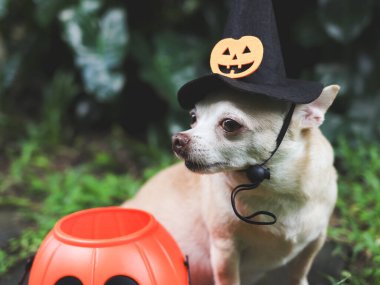 Kısa saçlı Chihuahua köpeğinin, Cadılar Bayramı cadı şapkası taktığı, kabak suratlı ve örümcekli, bahçedeki çimento fayanslarının üzerinde plastik cadılar bayramı sepetiyle oturduğu resmi..