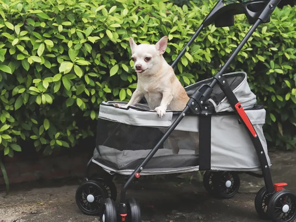 Porträt Eines Braunen Chihuahua Hundes Mit Kurzen Haaren Der Kinderwagen Stockfoto