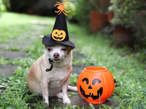 Retrato Cabelo Curto Chihuahua Cão Vestindo Chapéu Bruxa Halloween Decorado — Fotografia de Stock