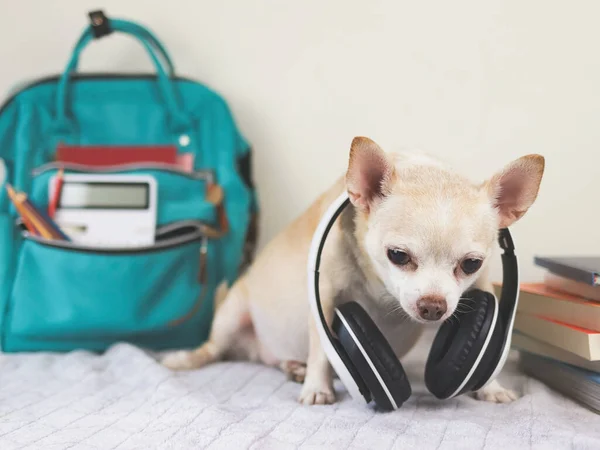 Front view of brown short hair chihuahua dog wearing headphones around neck sitting on bed  and white background with  green school backpack with school supplies and stack of books. Back to school concept.