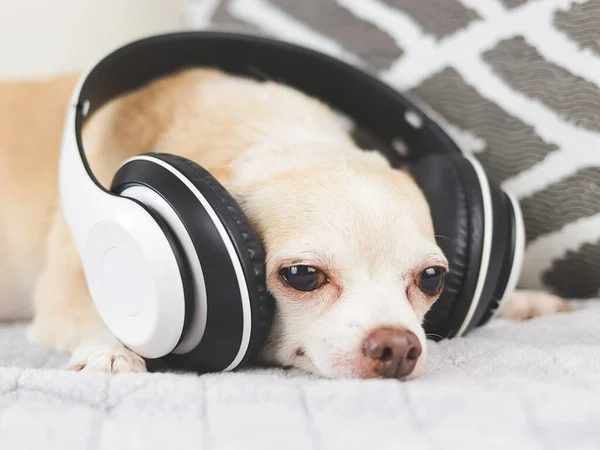 Portret Brązowych Krótkich Włosów Pies Chihuahua Leżący Łóżku Słuchać Muzyki Obrazek Stockowy